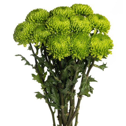 esmeralda-farms-cremon-alemani-WEB-1.jpg