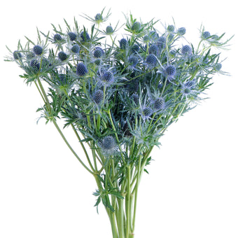 compare product Eryngium Blue Ice Extra 12 B/Q