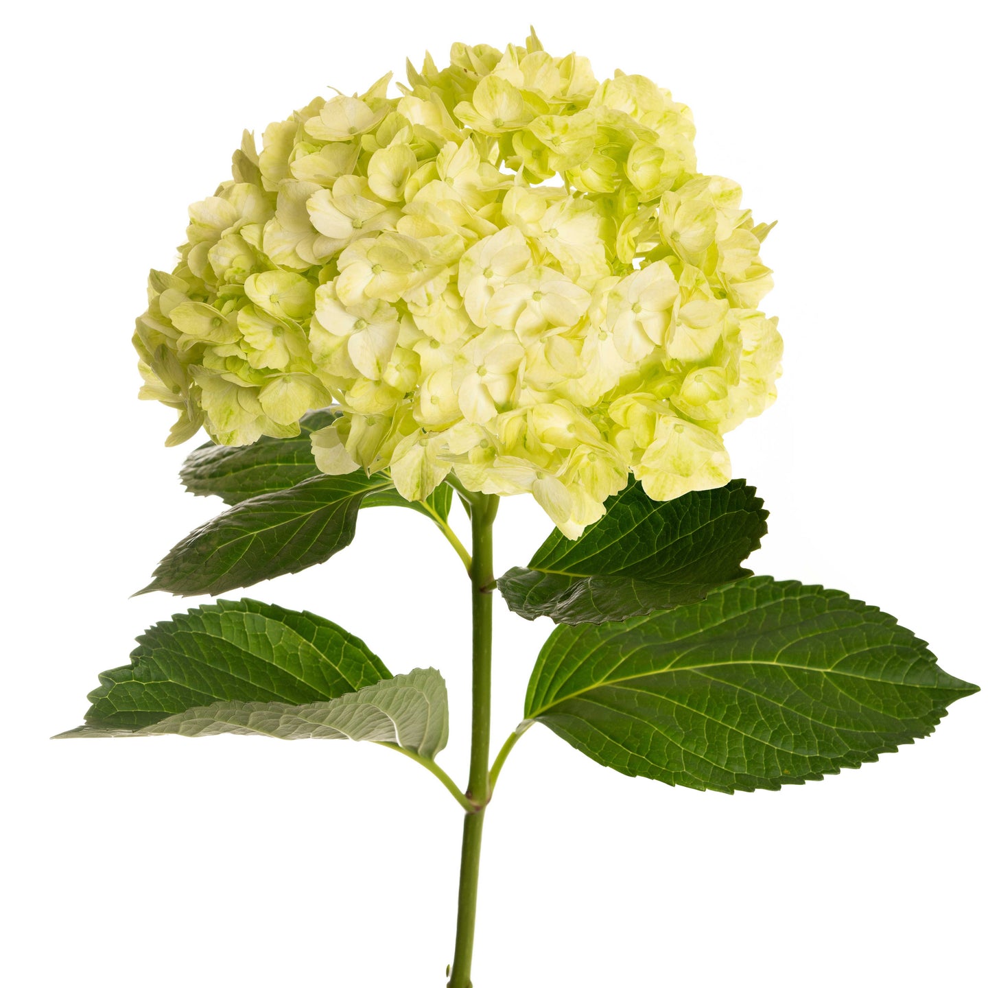 esmeralda-farms-hydrangea-premium-green-mojito-1.jpg