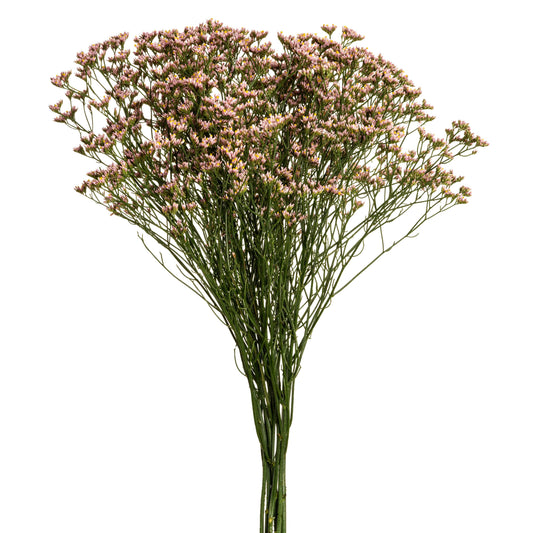 esmeralda-farms-limonium-pink-activa-1.jpg
