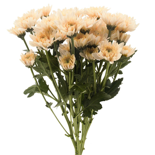esmeralda-farms-pompon-cushion-champagne-WEB-1.jpg