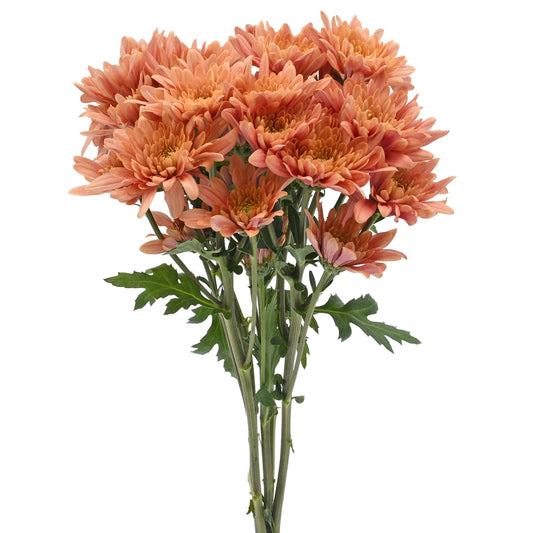 esmeralda-farms-pompon-cushion-veronica-salmon-WEB-1.jpg