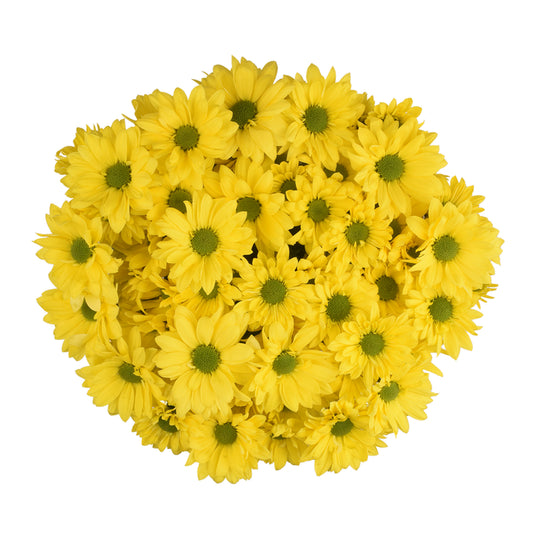 esmeralda-farms-pompon-daisy-vibe-WEB-3.jpg