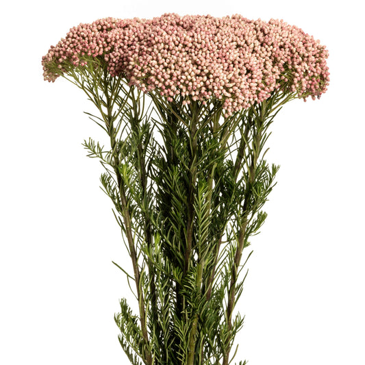 esmeralda-farms-rice-flower-victoria-pink-1.jpg