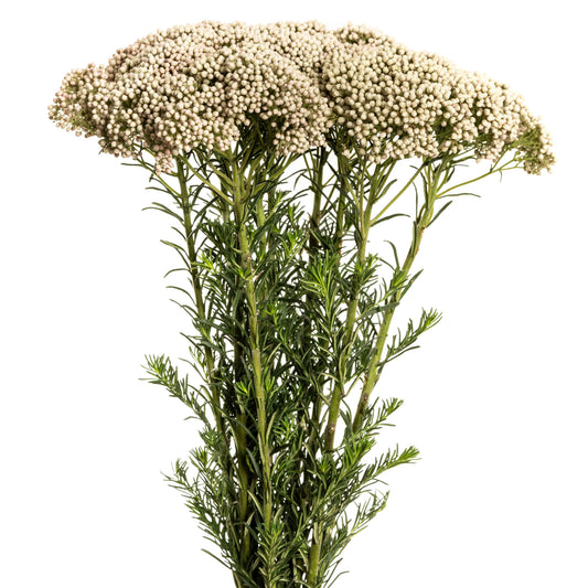 esmeralda-farms-rice-flower-victoria-white-1.jpg