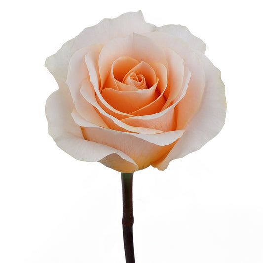 esmeralda-farms-rose-felicity-WEB-1.jpg