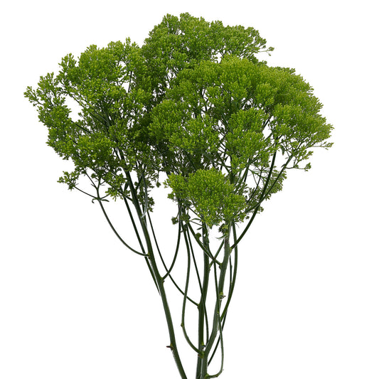 esmeralda-farms-trachelium-jade-WEB-1.jpg