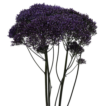 compare product Trachelium Lake Michigan Extra 150 S/