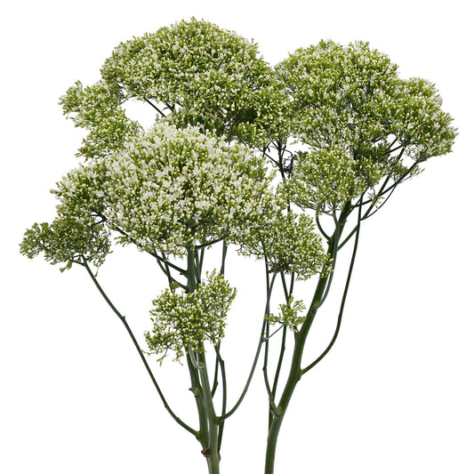 esmeralda-farms-trachelium-white-WEB-1.jpg