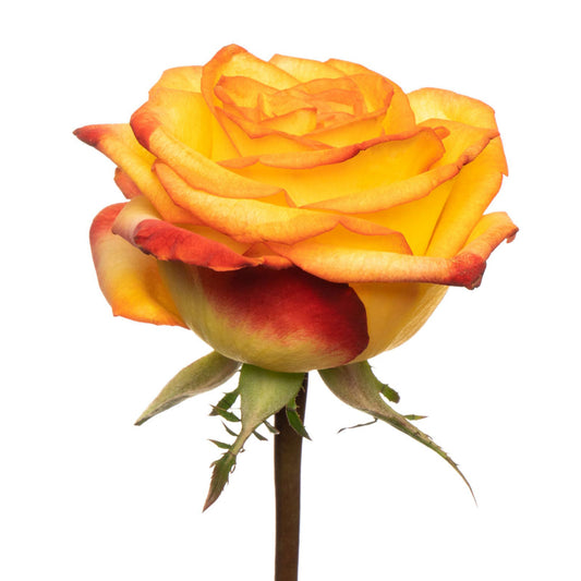 esmeralda-rose-high-and-magic-3-(1).jpg