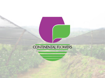 compare product Roses Ecuador Lavender Purple Haze 50cm