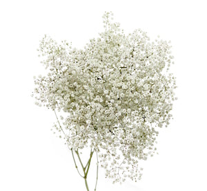 compare product Gyp Million Stars