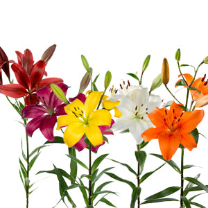 compare product Lily LA Hybrid Assorted