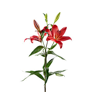 compare product Lily LA Hybrid Dinamix