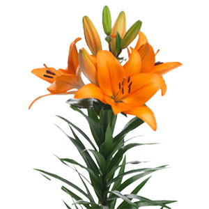 compare product Lily LA Hybrid Honesty