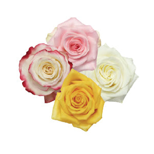 compare product Rose Assorted 60cm