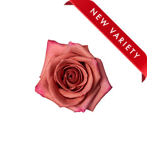 compare product Rose Barista 50cm