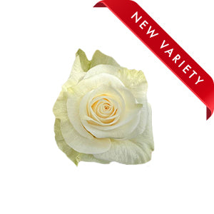 compare product Rose Belgravia 50cm