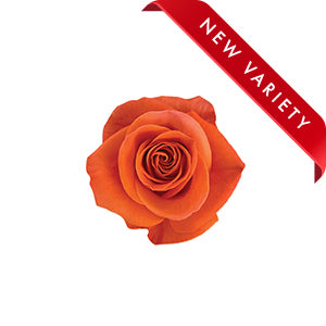 compare product Rose Carnelian 50cm