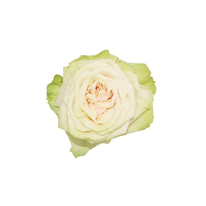 compare product Rose Cute Enigma 50cm