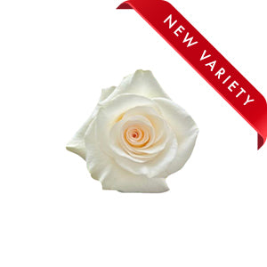compare product Rose Fancy Dreams 50cm