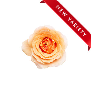 compare product Rose Felicity 60cm