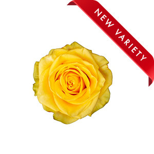 compare product Rose Golden Globe 50cm