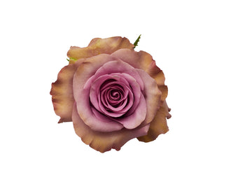 compare product Rose Govinda 50cm