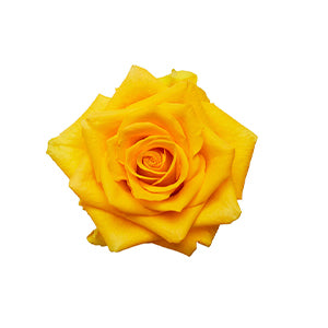 compare product Rose Impact 60cm