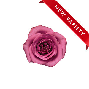 compare product Rose Kendall 60cm