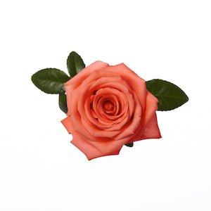 compare product Rose Movie Star 60cm