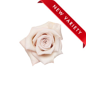 compare product Rose Silver Sand 50cm