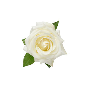 compare product Rose Snow Bliss 40cm