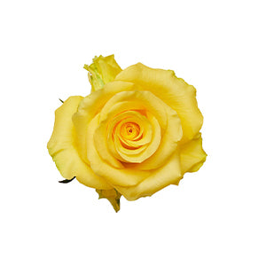 compare product Rose Yellow King 60cm