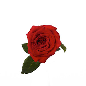 compare product Rose Red Freedom 70cm