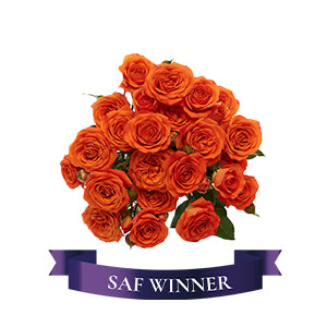 compare product Spray Rose Babe 40cm