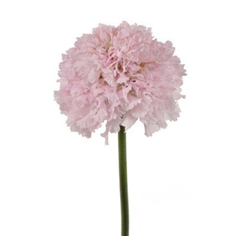 compare product Scabiosa Bon Bon French Vanilla 50cm