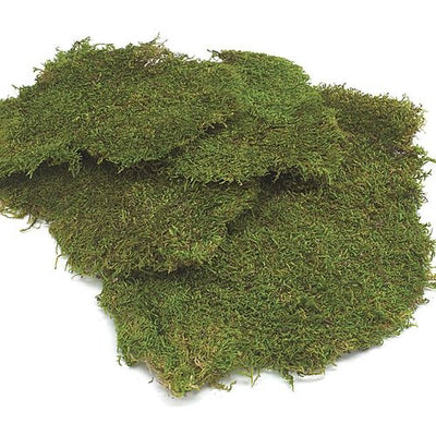 Sheet Moss